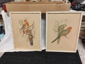 Par de impresiones de loros J. Gould de 6" x 8". Espléndidos periquitos de hierba y King Lory - Imagen 1 de 11