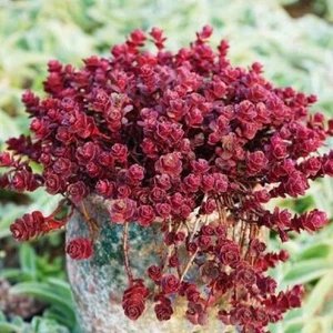 AU STOCK SEDUM SPURIUM DRAGONS BLOOD CUTTINGS SUCCULENTS 3-33 - Picture 1 of 6