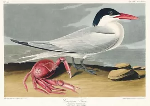 Vintage Cayenne Tern John James Audubon Birds of America Poster Wall Art Print - Imagen 1 de 6