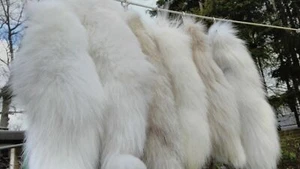 Fuchsschwanz Fuchs Schwanz Schweif Fuchsschweif Fuchsrute Polarfuchs  Anhänger - Picture 1 of 3