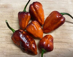 (10) Orange/black Flame Jolokia x Pimenta De Neyde Seeds Rare Super Hot Pepper - Picture 1 of 3