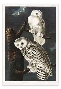 Birds of America: SNOWY OWLS Vintage Illustration Art Poster -Unframed- Print - Picture 1 of 3