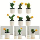 Decorative Miniature Cactus Plants Natural Looking and Stylish Home Decor