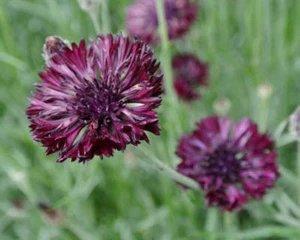 Kornblume - Centaurea Cyanus - Black Ball - 50+ Samen - WUNDERSCHÖN! Ed 006 - Bild 1 von 1