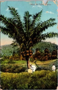 Postal Vintage Marfil Nuez Palma Panamá - Imagen 1 de 2