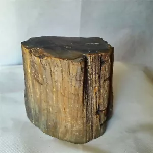 6.7" PETRIFIED WOOD Branch Slab Fossil Standup Madagascar - Picture 1 of 10