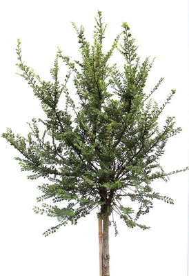 Chinesische Ulme 'Ulmus parvifolia Seiju' Hochstamm 80 - 100 cm - Bild 1 von 2