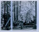1958 Natural Dance Floor Big Trees State Park CA Press Photo
