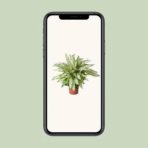 Dieffenbachia Vesuvius - Prächtige Zimmerpflanze mit Ø27cm und einer Höhe von 80 - Bild 1 von 4