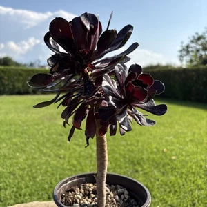 Aeonium Arboreum Cactus - Imagen 1 de 8
