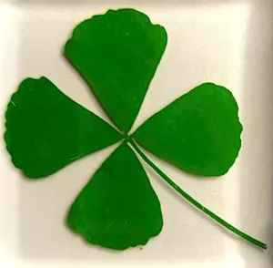 38 mm echtes vierblättriges Kleeblatt in klarem Plexiglasharz St. Patricks Day Geschenk Präparat - Bild 1 von 12