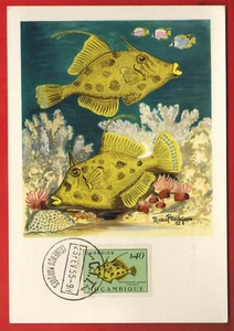 1955-FDC CP 1°JOUR-MOZAMBIQUE-ILLUSTR.M.BOURGEOIS-POISSON STEPHANALEPIS - Foto 1 di 2