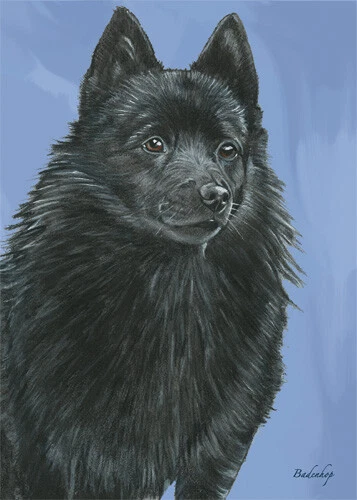 Открытка на день рождения Schipperke 5 x 7 с конвертом - Изображение 1 из 1