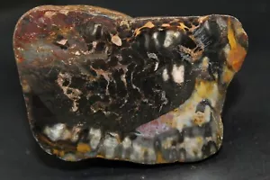 Fossile Korallen perfekt verärgert, Provinz Entre Rios, Argentinien. - Bild 1 von 1