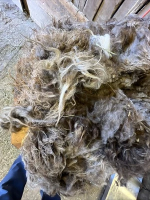 Icelandic fleece Really NICE, Raw unwashed, unskirted, 3.0  lbs - Image 1 of 4
