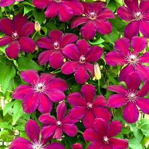 Clematis 'Rouge Cardinal' Hardy Deciduous Climber Plant Garden Shrub in Pot - Picture 1 of 28