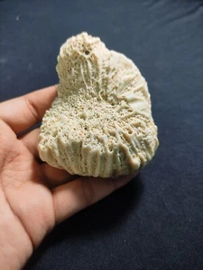 Extra Large White Fossil Coral Unique Specimen - 939 Carats - Picture 1 of 12