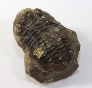 Trilobite, Geesops schlotheimi, Devon, Eifel, Gees, Gerolstein, Eifel, RFA-f347 - Photo 1/7