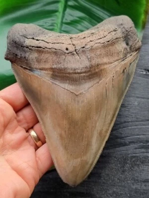 15,0 cm großer facettenreich gefärbter Zahn des Megalodon -Hai Haizahn Fossil - Bild 1 von 4