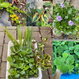 Koi Pond Plant Custom Combo U CHOOSE Floating Water Hyacinth Lettuce Iris Jenny - Picture 1 of 14
