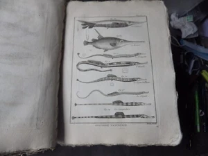 PANCKOUCKE  ICHTCHYOLOGIE POISSONS  GRAVURE ORIGINALE DE  1788    22 X 31 Cms - Imagen 1 de 1