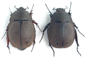 Scarabaeidae Dynastinae Hexodon quadriplagiatum Madagascar - Imagen 1 de 1