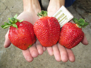 Seeds Giant Strawberry Fresca Rare Everbearing Planting Climbing Organic Ukraine