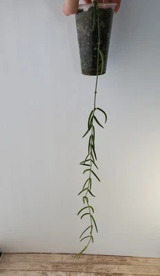 Hoya Linearis Live Rooted Plant  - Image 1 of 2