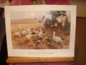 remington arms co/. wildlife /prints - Imagen 1 de 4