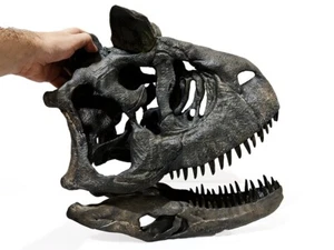 Carnotaurus sastrei, dinosaur skull replica 1:2 - Picture 1 of 6