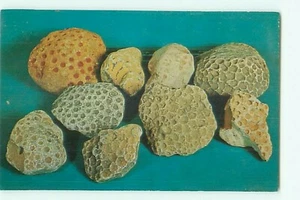 Petoskey Steine Proben gefunden in Emmet County, Michigan Foto von Lucy Gridley  - Bild 1 von 2