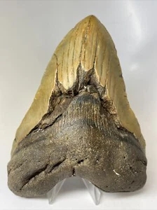 Megalodon Haizahn 6,05 Zoll - massiv - echtes Fossil - natürlich 10040 - Bild 1 von 8
