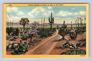 Verschiedene Kakteenarten wie in der Wüste gesehen, Pflanzen, Vintage Souvenir Postkarte - Bild 1 von 2