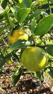 US-942 CITRUS TRIFOLIATE ROOTSTOCK SEEDS QUANTITY 5 FRESHLY PICKED! - Picture 1 of 3