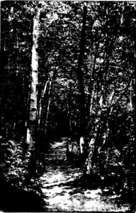 MI Postcard Camp Miniwanca Stony Lake Oceana County Michigan Birch Trail Dunes - Picture 1 of 2