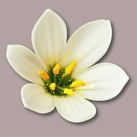 WHITE LILY FLOWER DECAL 3M USA MADE STICKER CAR TRUCK WINDOW BUMPER WALL LAPTOP