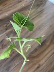 Indian Bangladeshi Bottle Gourd Plant,Well Rooted Plants.you will receive 2plant