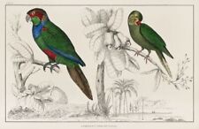 Two Parakeets - Oliver Goldsmith Bird Print Vintage Wall Art Poster Picture