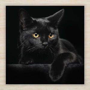 Black Cat Get Well Soon Blank Card Hospital Stay Speedy Recovery Operation UK - Picture 1 of 10