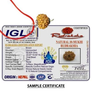 10 Mukhi Nepal Rudraksha Ten Face Lord Vishnu Silver Pendant IGL Certified - Picture 1 of 3