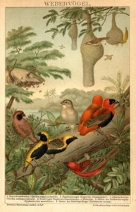 1895 Stampa Antica = UCCELLI TESSITOR I = Ornitologia=CROMOLITOGRAFIA Old Print# - Imagen 1 de 1