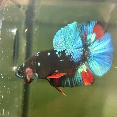 JUSTFISHYTHING Avarta Nebula Plakat - Male Betta A147