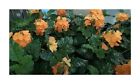 10x Crossandra Infundibuliformis Orange Fleurs Plantes - Graines ID302