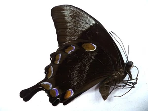 UNMOUNTED BUTTERFLY PAPILIO ULYSSES , NO 3 , 1 PC - Picture 1 of 3