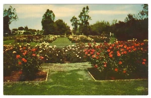 Phoenix Arizona Valley Garden Center Rose Garden Postcard - Picture 1 of 2