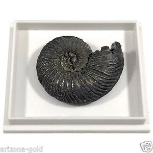 Ammonite Quenstedtoceras Jurassic Era Fossil 112+ Million Year Old FREE USA SHIP - Picture 1 of 8