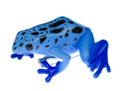 Broche de goma de rana venenosa dardo venenoso azul dardo rana prendedor Foto 1 de 4