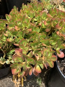 Crassula Ovata Sunset Jade Plant, 3 Piece Cuttings. - Picture 1 of 8