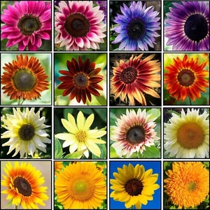250+ Mixed Sunflower Seeds for Planting (15+ Varieties, Crazy Mixture) - Picture 1 of 8