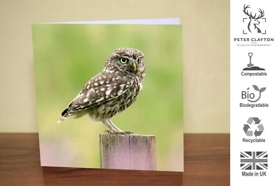 Eco Friendly Blank Greeting Card: Little Owl Bird Of Prey | Nature | Wildlife - Image 1 of 4
